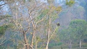 Vultures on the tree