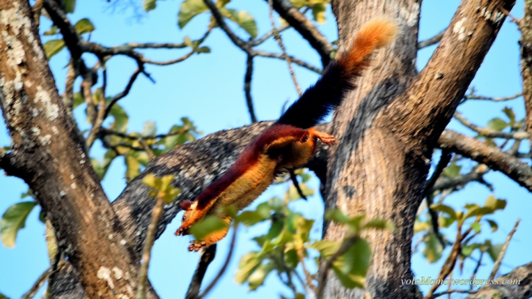 Flying wild squirrel